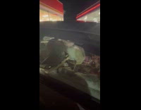 Cat meowing inside parked car 