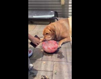 Collab Clips MPUGC - Woman gives dogs ice bowl with fruits 