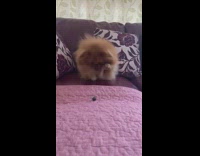 Brown dog plays with blueberry couch girl