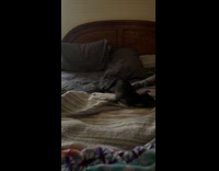 Collab PLC - Black pug with zoomies play and lay on bed