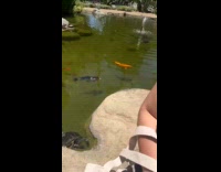 Woman sing at two turtles in pond