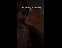 Cat tries stealing owner drink after smelling