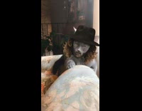 Grey cat with black cat long brown hair filter