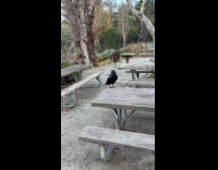 Filmer guy talk to crow on table