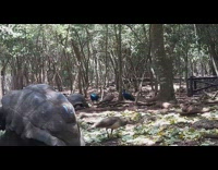 Tortoise climbs on top and mates with other tortoise