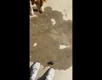 Pet dog barks at owner that holds a rock and pounces Part 2