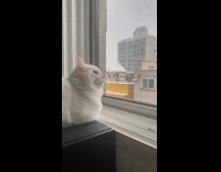 White cat watches snow falling outside window 