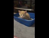 Kitten crying inside of blue litter box