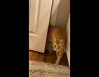 Orange cat pushes door open and squeezes through 