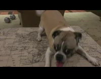 Dog pants world map ottoman living room