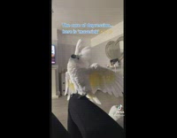 Collab BitchMP - White parrot on leg dances and screams 