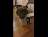 Adorable lab puppy sits inside a box 