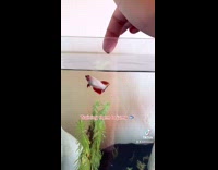 Collab BitchMP - Fish training to jump out of water spits water at food 