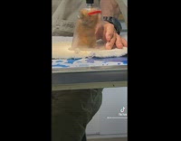 Hamster put to sleep for surgery at vet 