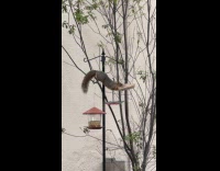 Squirrel eating bird seeds on bird feeder