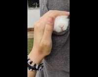 Woman pets white bunny sleeps inside pocket