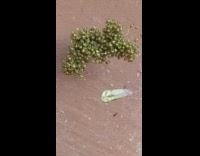 Small green spider eggs hatched on a web 