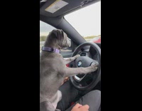 Grey dog purple collar steers car guy 