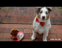 tan and white dog celebrate valentines day and eat box of chocolate 