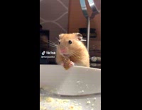 Hamster frozen holding food 