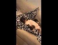 Collab DogIG - Pit Bull dog sleep on sofa mouth open