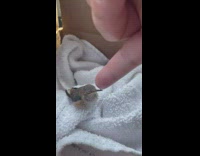 Rescuing small baby humming bird
