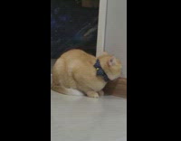 Cat squeezes itself and face beside the wall 