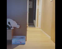 Black white cat jumps at other cat 