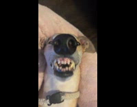 Submitter films dog moves mouth while sleeping