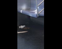 Pile of poop on the floor on subway train