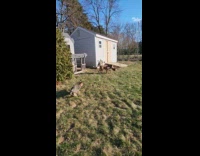 Brown dog carry large log at backyard