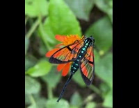 Wasp moth with transparent wings on flower