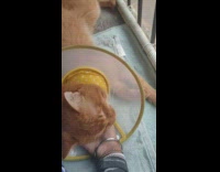 Orange cat meows in its sleep