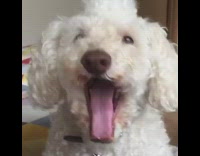 white dog howling when owner asks if its snack time
