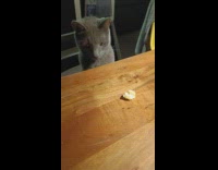 Cat grab and eat popcorn on table