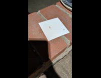 Centipede legs moves without a body attached