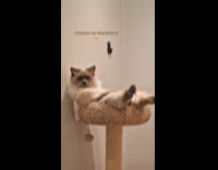 Cat sleeps weird position at cat tower