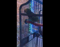 Collab BitchMP - Guys try to teach green parrot sheesh