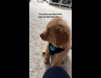 Couple hears puppy bark the first time