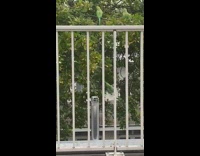 Couple Watches Wild Parrots Gather at their Balcony