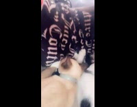 Two cats suckle black juicy couture blanket 