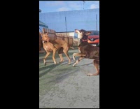 Two brown dogs play with each other