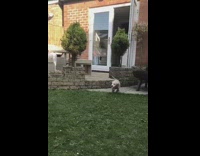 Puppy dog chases guy jumps off patio 