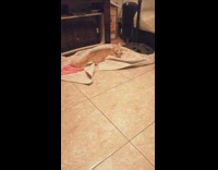 Orange cat jumps from towel to couch