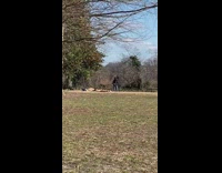 Shirtless guy lays on park grass sunbathes 