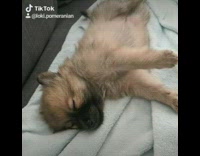 Compilation small brown dog takes a nap 