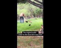 Bird mimics man puppies