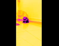 Pet cat with shiny black yellow dress