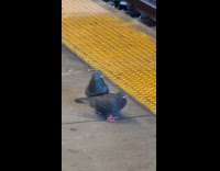 Pigeon interrupt other two pigeons mating station