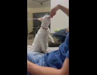 White cat licks treat